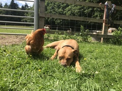Advice! Introducing dog to resident cats