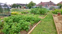 Allotment?Veg Patch Thread 10 - Plotmenters  busy into summer ! and loving James Wong