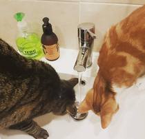 Cats still catting Part 4