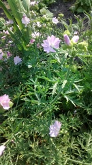 Plant ID please :)