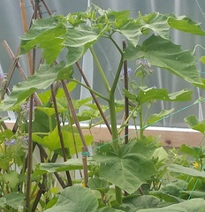 Plant identification please