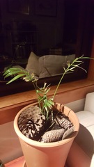 Will my Tiny Cheap Plant Plan work?