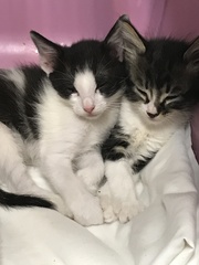 So who got a new kitten recently? Let's see then.