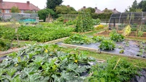 Allotment?Veg Patch Thread 10 - Plotmenters  busy into summer ! and loving James Wong