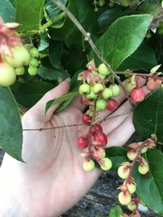 Plant identification please!