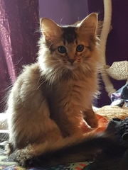 So who got a new kitten recently? Let's see then.