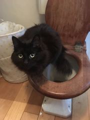 to ask can you train a cat, has anyone ever tried and if not why not?