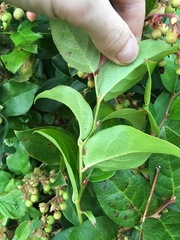 Plant identification please!