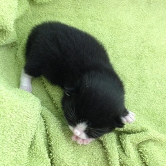New fosters - mum and ickle kitten (with pics)!