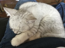 So who got a new kitten recently? Let's see then.
