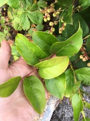 Plant identification please!