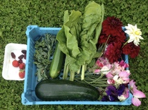Allotment?Veg Patch Thread 10 - Plotmenters  busy into summer ! and loving James Wong