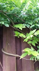 Plant identification please
