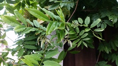 Plant identification please