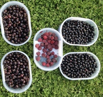 Allotment?Veg Patch Thread 10 - Plotmenters  busy into summer ! and loving James Wong