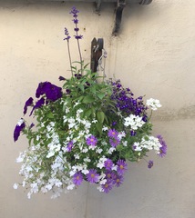 Pot plants for shady area by front door