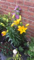 Cheap plants a false economy?