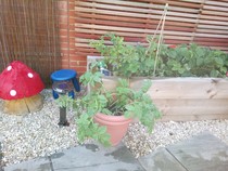 Find out how MNers are getting on with their Homebase Garden Goals challenge NOW CLOSED