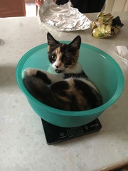 So who got a new kitten recently? Let's see then.