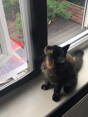 Cats still catting Part 4