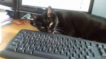 Cats still catting Part 4