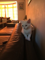 Switching kittens from cheapo wet pouches to better quality, how long do the runs last?