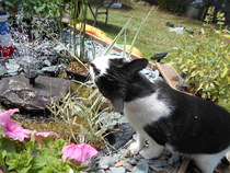 Cats still catting Part 4