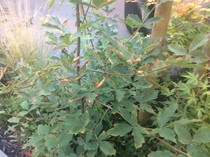 What happened to my acers?