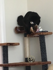 Rescuing a cat tomorrow, DH now unsure...