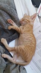 So who got a new kitten recently? Let's see then.