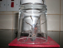 **Trigger warning - this thread contains images of spiders** Title edited by MNHQ Oh you have GOT to be kidding me!!