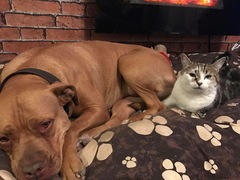Advice! Introducing dog to resident cats