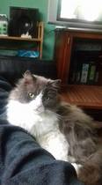 Cats still catting Part 4