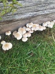 Mushrooms