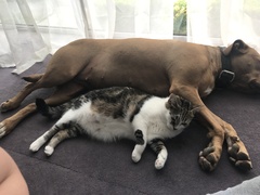Advice! Introducing dog to resident cats