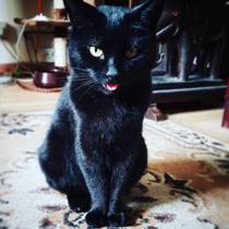 Tell us what your pets mean to you - for a chance to win a Fitbit Alta plus a copy of Finding Gobi. Now closed.