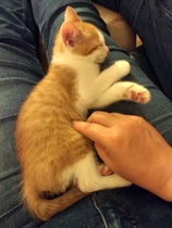 So who got a new kitten recently? Let's see then.