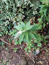 What are these plants please?