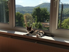 So who got a new kitten recently? Let's see then.