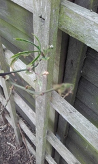 What is this plant?