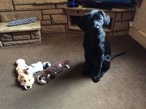 Does anyone fancy a puppy survival thread part 3