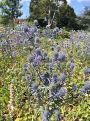 Plant identification.