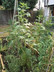 Sunflowers