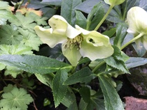 Summer flowering Hellebore