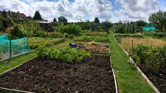 Allotment?Veg Patch Thread 10 - Plotmenters  busy into summer ! and loving James Wong