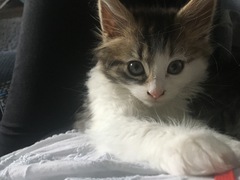 So who got a new kitten recently? Let's see then.