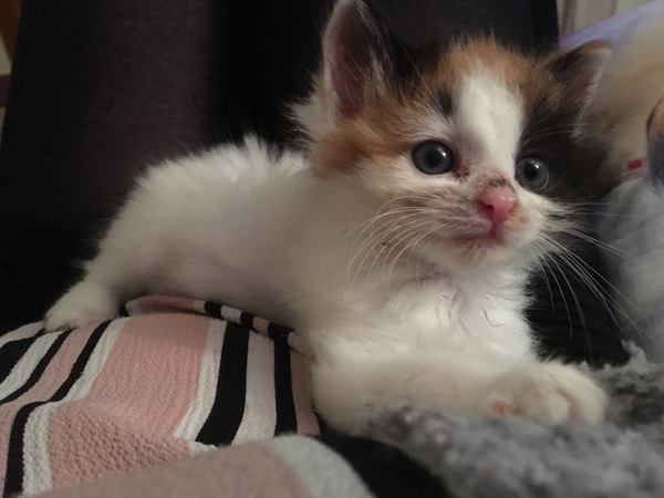 New Kitten
