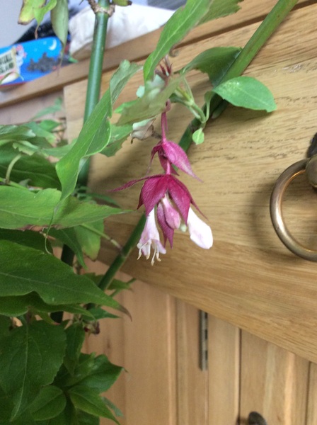 Can anyone identify this shrub?  (Picture)