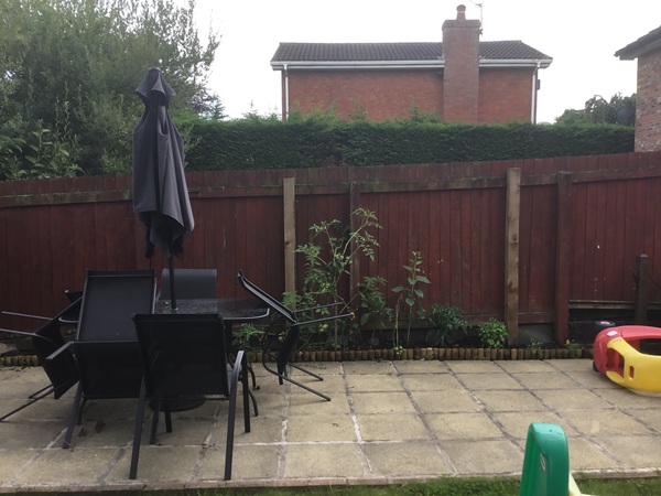 I cut my neighbours plant