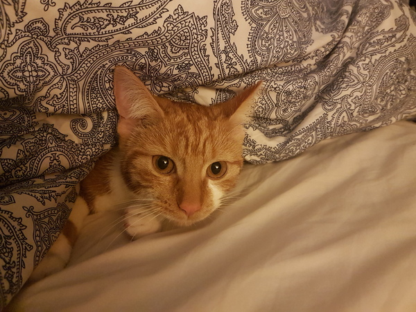 Cats still catting away part 5